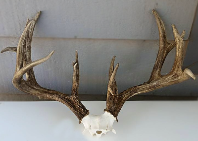 Antler After Treatment 4