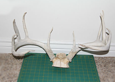 Antler Before