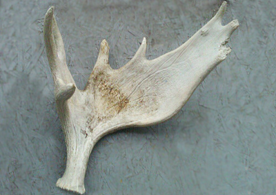 Antler Before Treatment 2