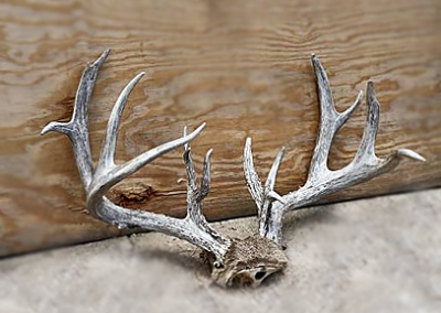 Antler Before Treatment 2a